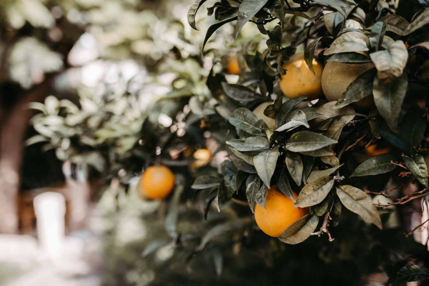 Hochzeit_auf_Mallorca_Mallorcahochzeit_Elopement_Wedding_Hochzeitsfotografin_Inga_Doerge_Feldmann-113-1400×933