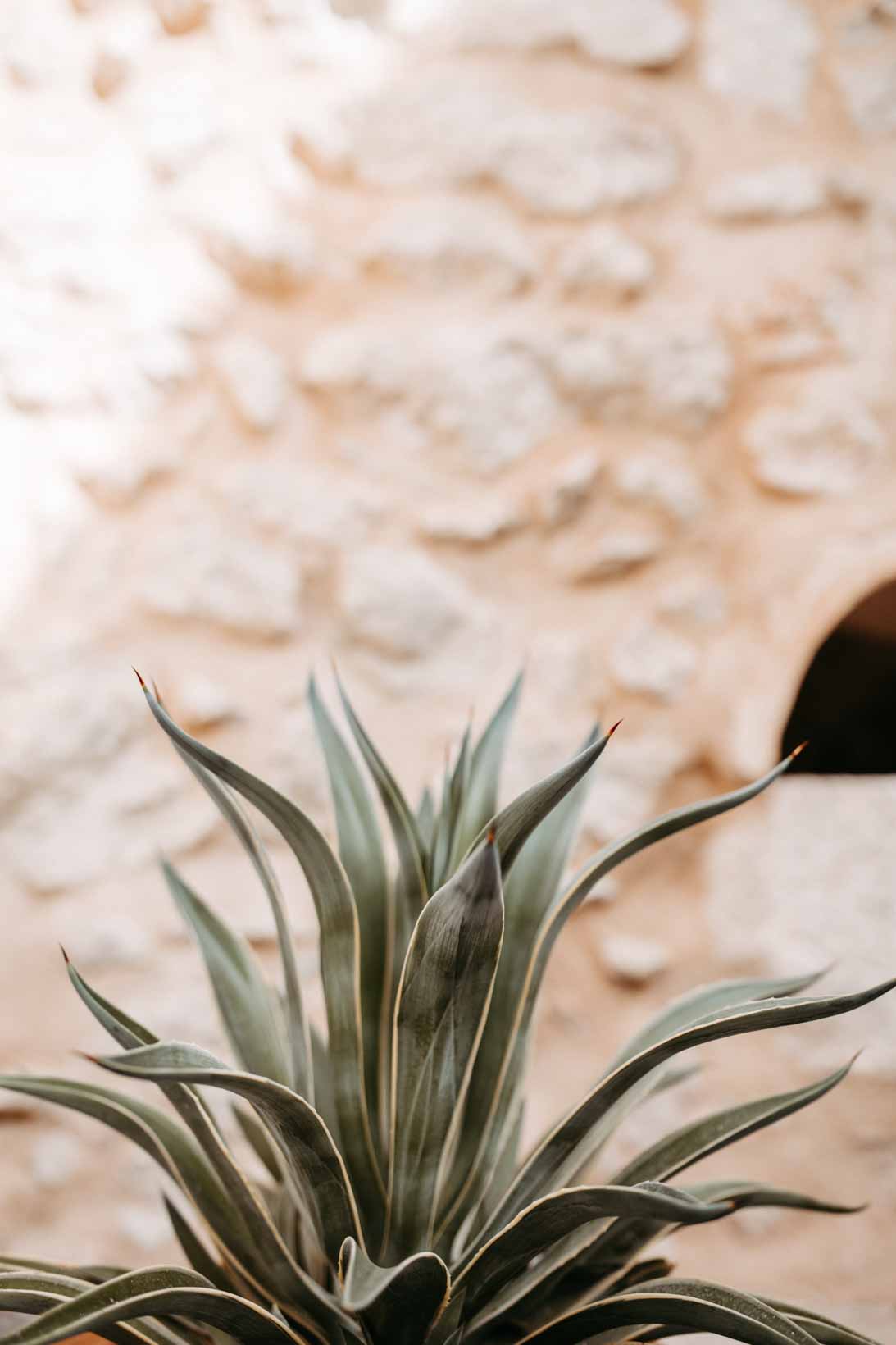 Hochzeit_auf_Mallorca_Mallorcahochzeit_Elopement_Wedding_Hochzeitsfotografin_Inga_Doerge_Feldmann-115